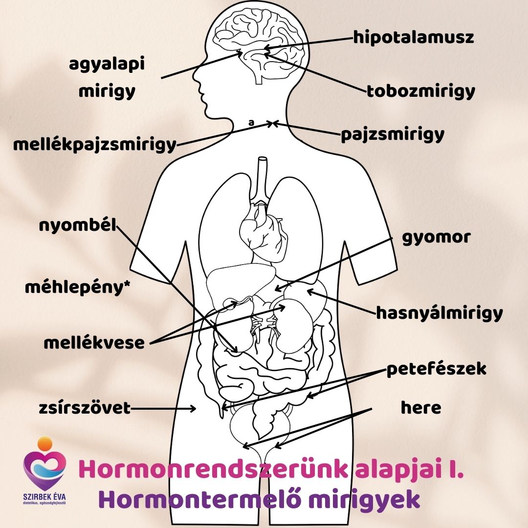 Az emberi hormonrendszer alapjai - Dietetikus Veszprém